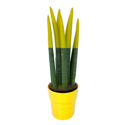 Sansevieria Cilindrica Pintada M12 30cm_2