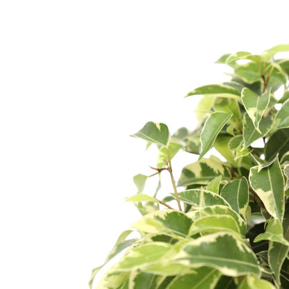 Ficus Benjamina Golden King Planta Para Exterior O Interior_1
