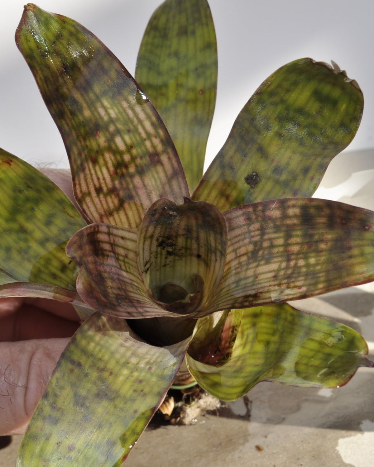 Vriesea gigantea 'Nova' S; bromelia reticulada; Curiosarium; altura 10-12 cm, diámetro 10-12 cm, sin sustrato_0