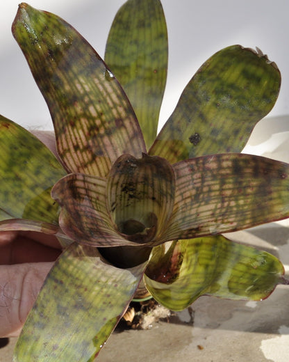 Vriesea gigantea 'Nova' S; bromelia reticulada; Curiosarium; altura 10-12 cm, diámetro 10-12 cm, sin sustrato_0