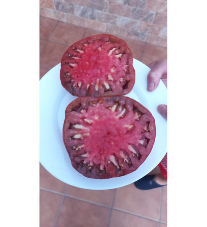 Plantón Tomate Goliat (10 Unidades)_2