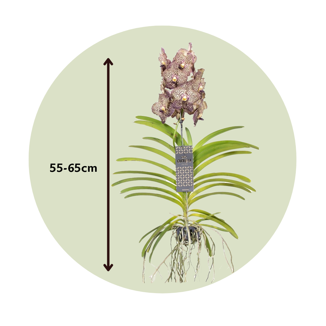 Orquídea Vanda - Vanda 'ocelot Mocha' - Altura 55-65cm_2