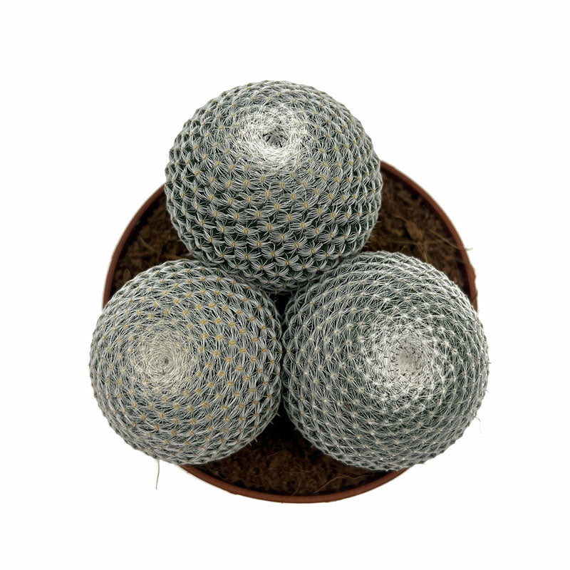 Mammillaria Haageana Subs. Elegans Cactus Y Suculentas M8,5 cm Ø_1