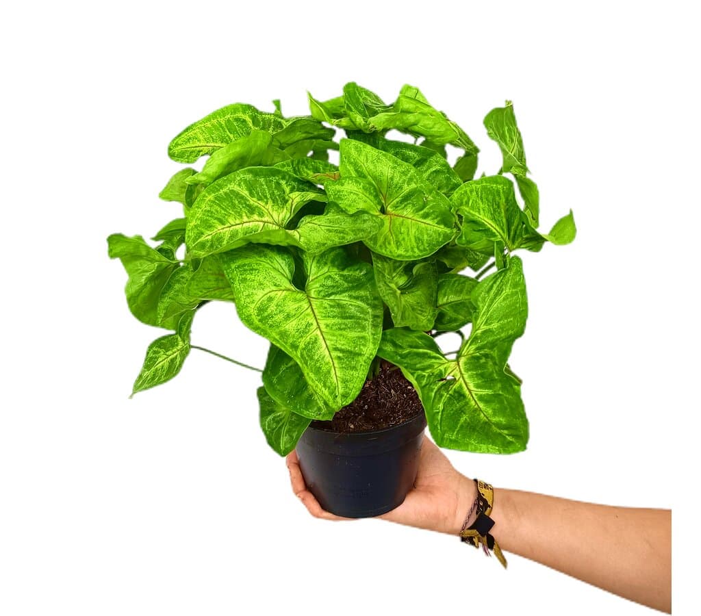 Syngonium Golden Allusion M14 30cm_0