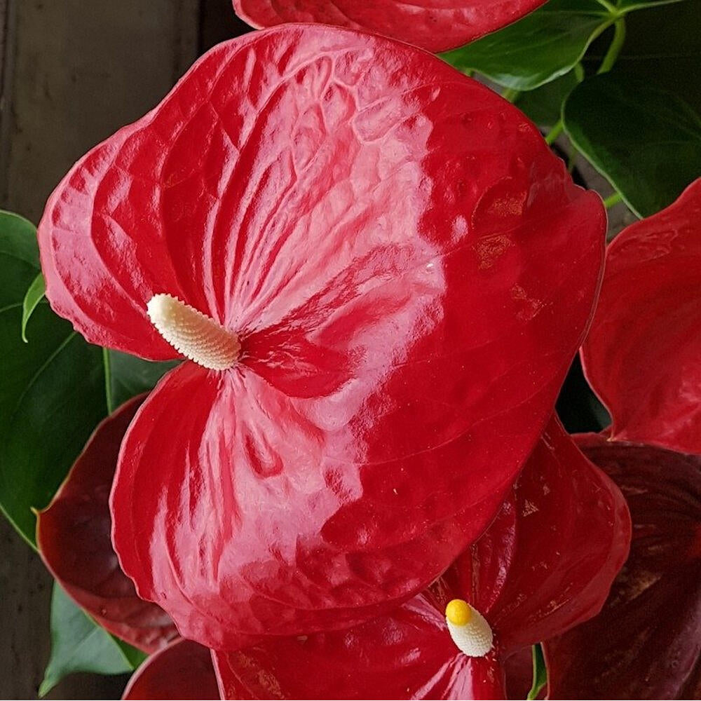 Anthurium Andreanum Madural M17_4