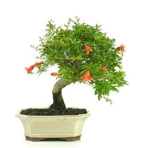 Bonsai Punica granatum 7 anos POMETROTE