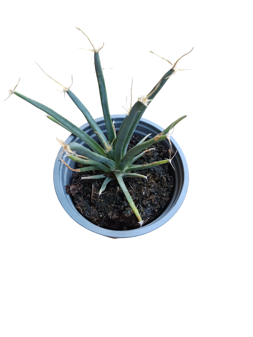 Cactus Leuchtenbergia Planta Suculenta Ø10 Cms_0