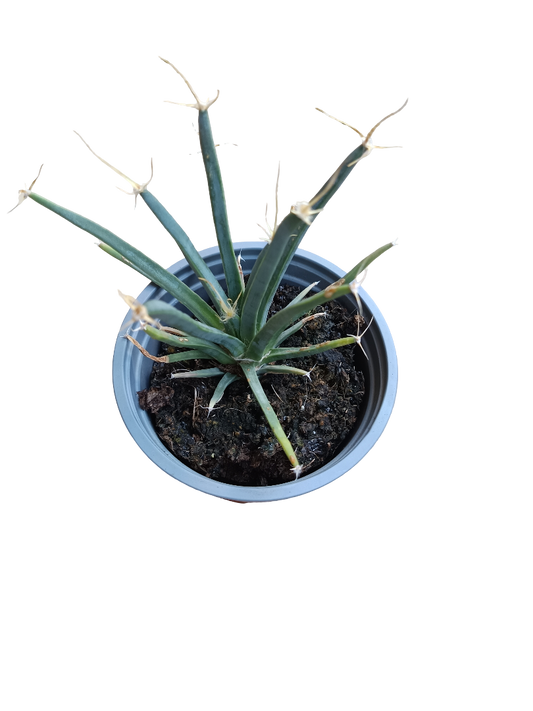 Cactus Leuchtenbergia Planta Suculenta Ø10 Cms_0