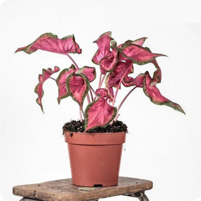 Caladium Sweetheart tira folha verde escuro e rosa