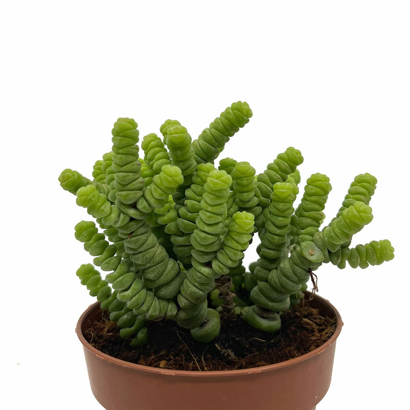 Crassula Baby’s Necklace Cactus Y Suculentas M8,5 cm Ø_1
