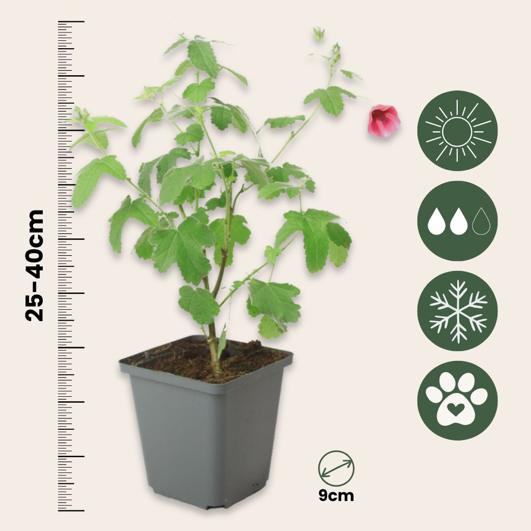 Malva Del Cabo - 3 Pzs - Anisodontea Capensis 'el Rayo' - Altura 25-40cm - ⌀9cm_2