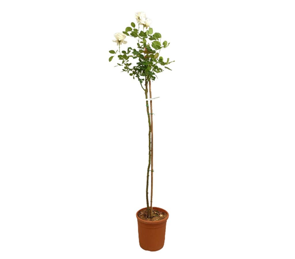 Rosal De Copa Queen Elizabeth M24 160-180cm_0
