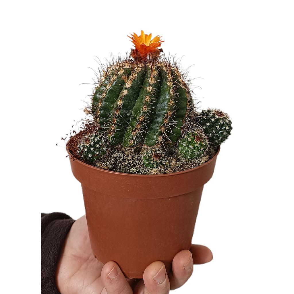 Parodia Maeranana M13_0