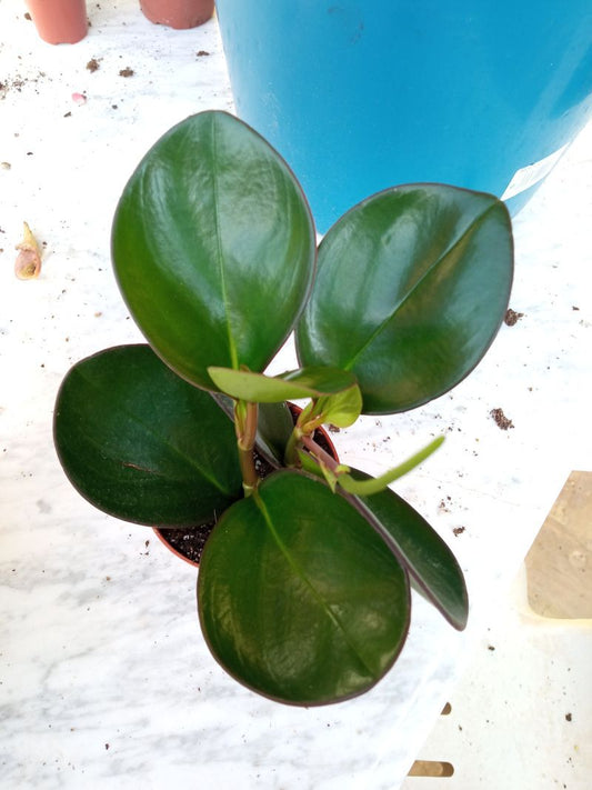 Peperomia Obtusifolia Red Marge Planta De Interior_0