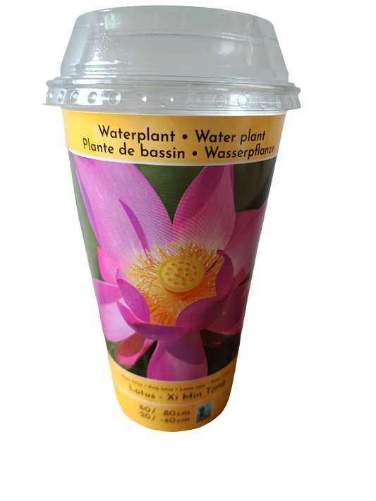 Loto Variedad Xi Min Planta Acuatica Semilla Para Plantar_0