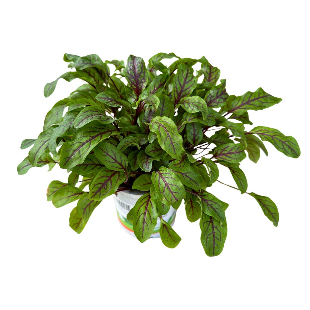 Acedera Variedad De Planta Aromática Para Tu Jardín_0
