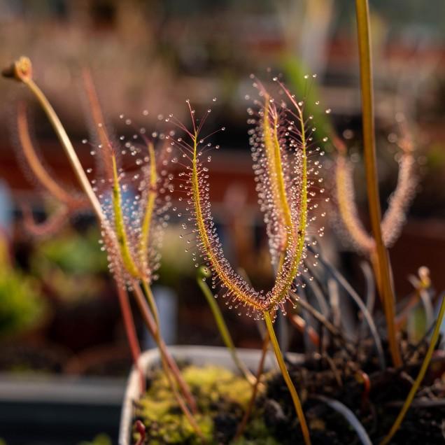 Sementes de plantas carnívoras Drosera binata