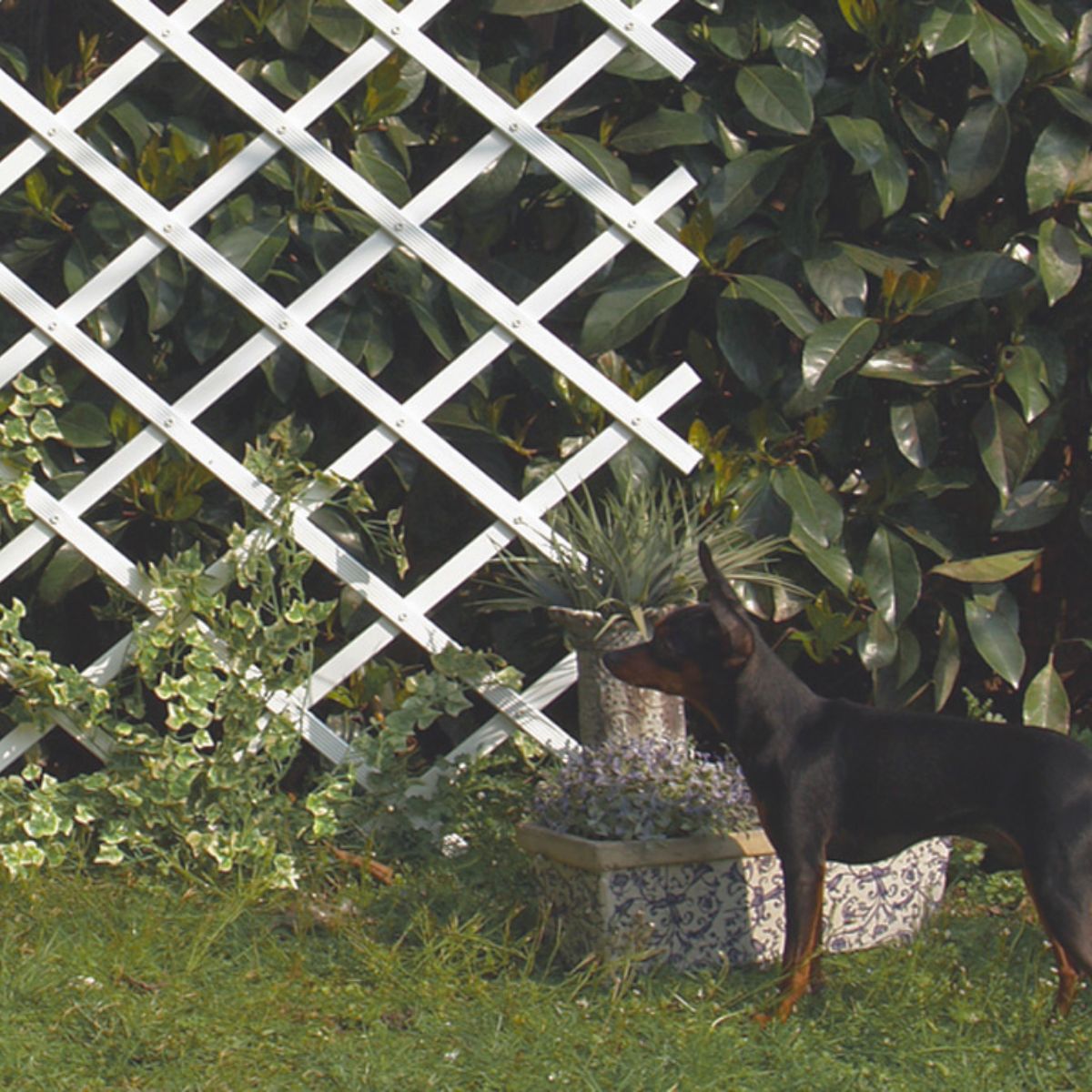 Treliça extensível em PVC 0,5x1,5 m branca Trelliflex Nortene