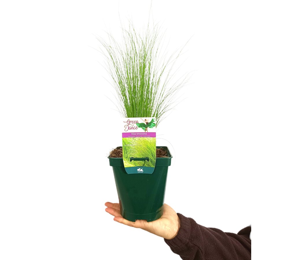 Stipa M14 35cm_1