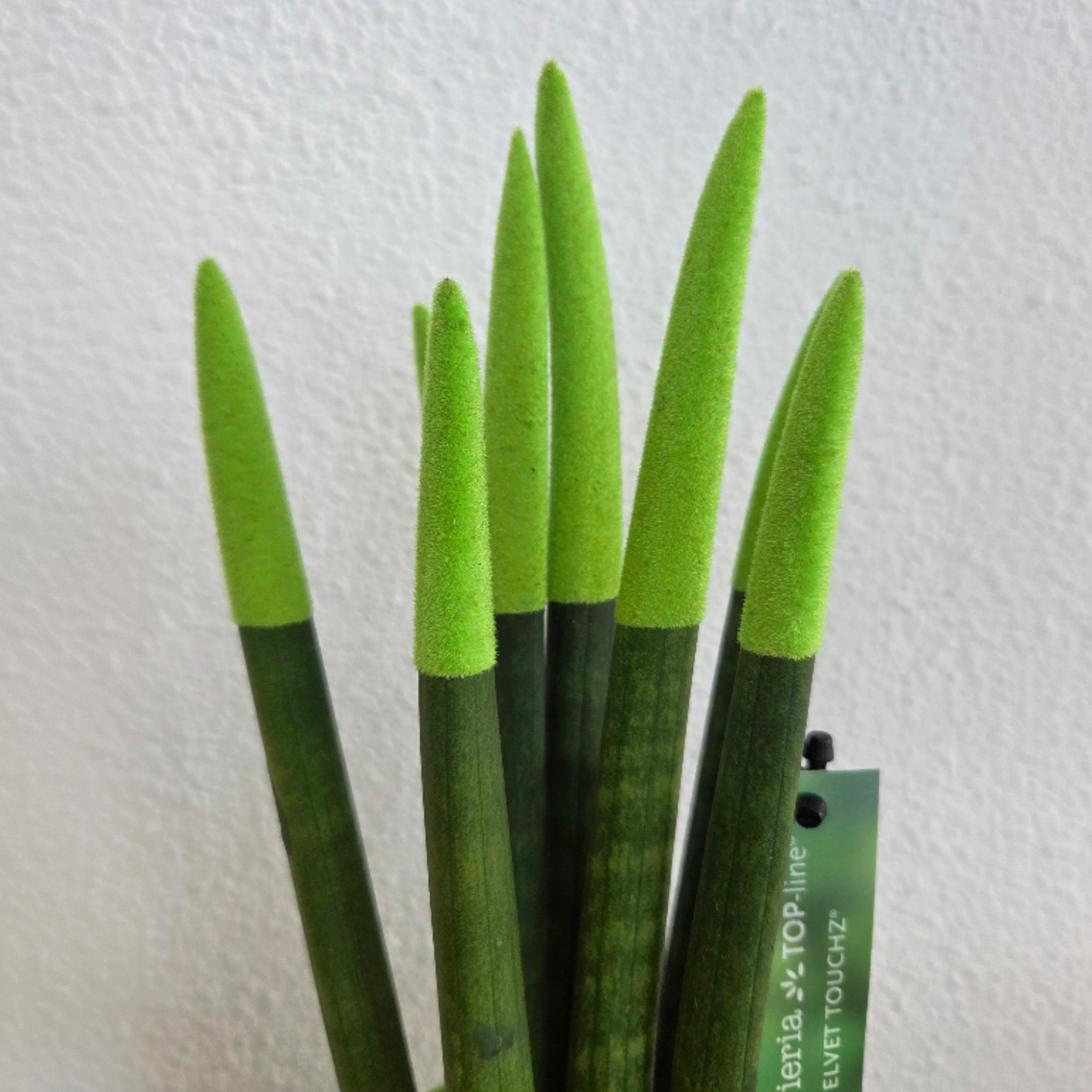 Lengua De Suegra Cilíndrica - Sansevieria Cylindrica - Altura 20-40cm - ⌀9cm_3