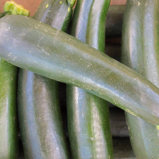 Semillas De Calabacín Black Beauty