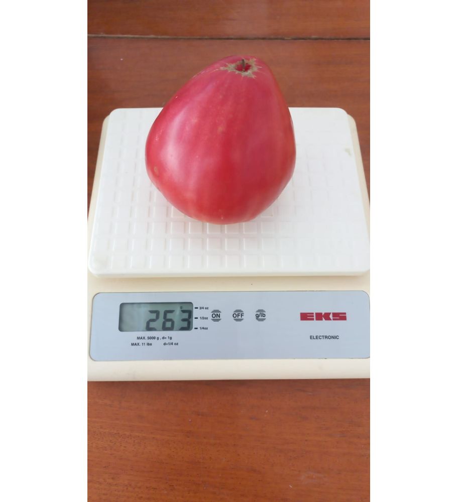 Plantón Tomate Corazón De Buey Rosa (10 Unidades)_1