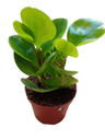 Peperomia Obtipan Planta De Interior Ø8