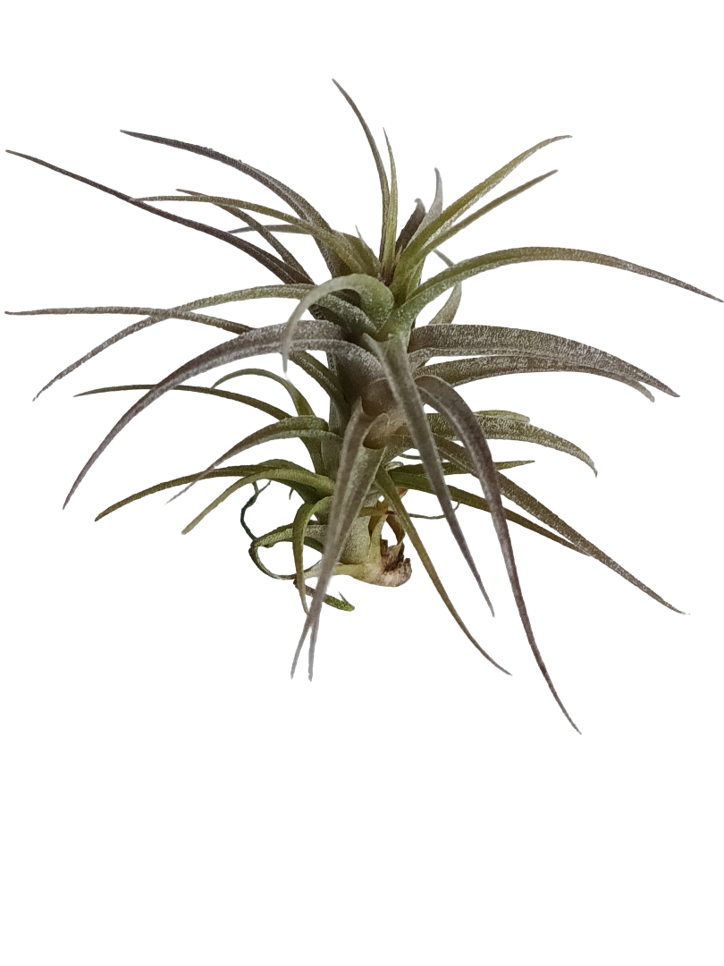 Tillandsia Latifolia Dwarf Form Planta Natural Clavel Del Aire_0