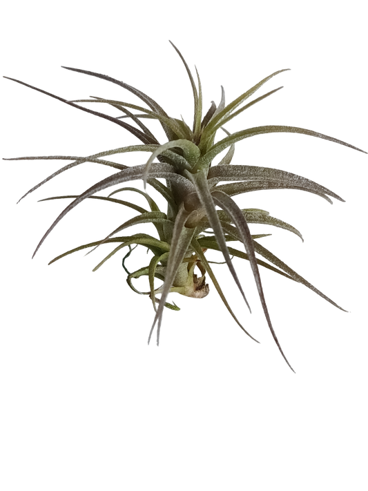 Tillandsia Latifolia Dwarf Form Planta Natural Clavel Del Aire_0