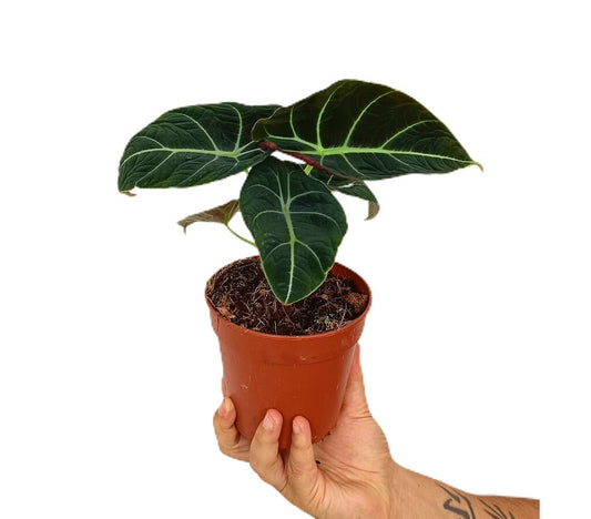Alocasia Black Velvet M12_0