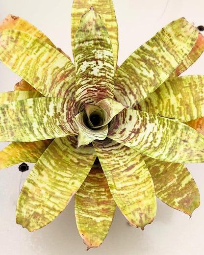 Goudea ospinae gruberi; bromelia multicolor, floración llamativa; Curiosarium; altura 15 cm_0
