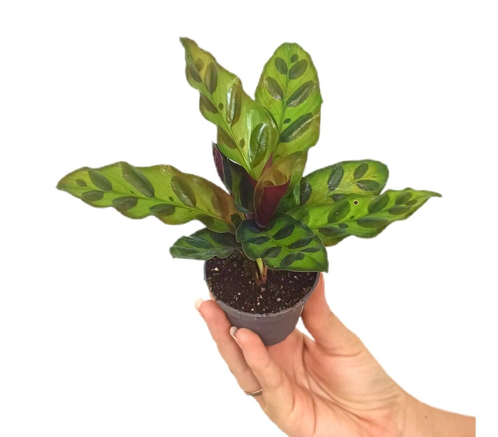 Calathea Lancifolia M6_0