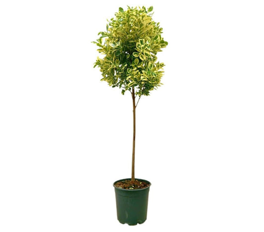 Ficus Giulia Tronco M25_0