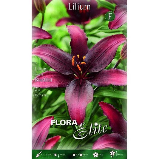 Bulbos Lilium asiático blacklist roxo Elite 2 unidades