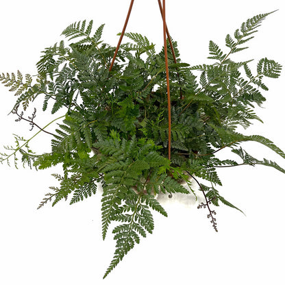 Helecho Davallia Canariensis M15 cm Ø con colgador_1