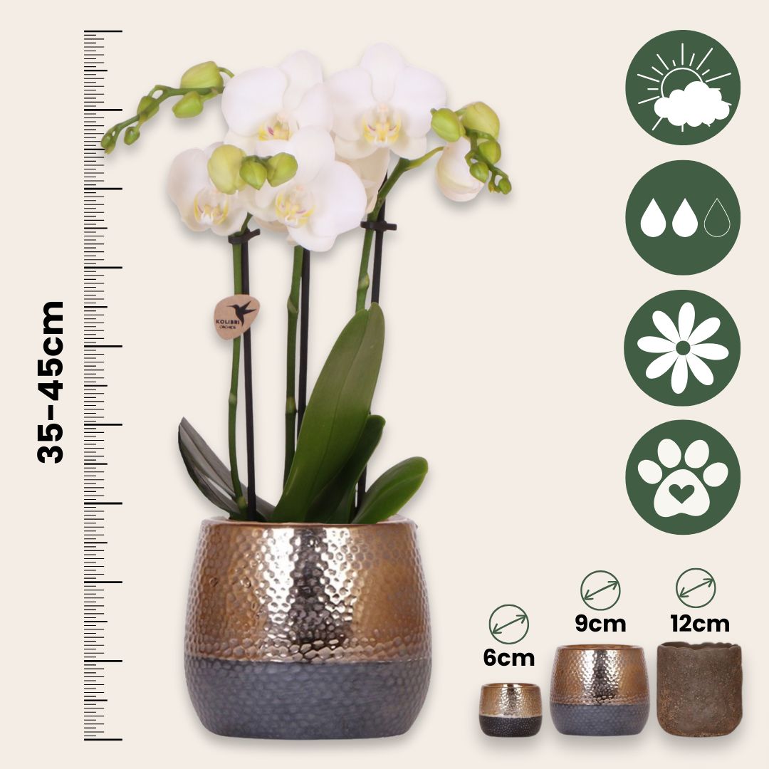 Set De Regalo Orquídea 'copper Xl' - Phalaenopsis - Altura 35cm_2