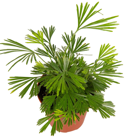 Planta Natural Actiniopteris Australis 1 Ud Ø 5.5 Alt. 10_0