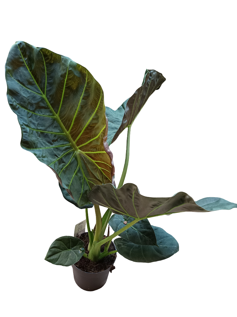 Alocasia Grande Regal Shields Planta De Interior 75 Cms Altura_0