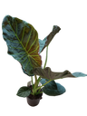 Alocasia Regal Shields Grande, Planta De Interior Com 75 Cm De Altura