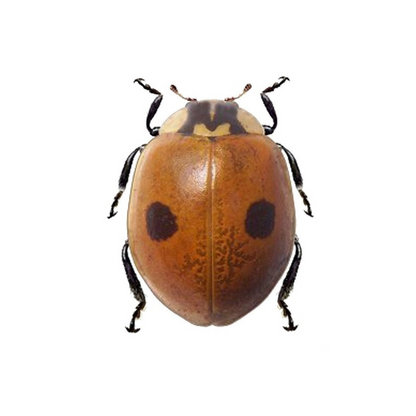 Joaninha-de-duas-manchas (Adalia bipunctata) 25 unidades