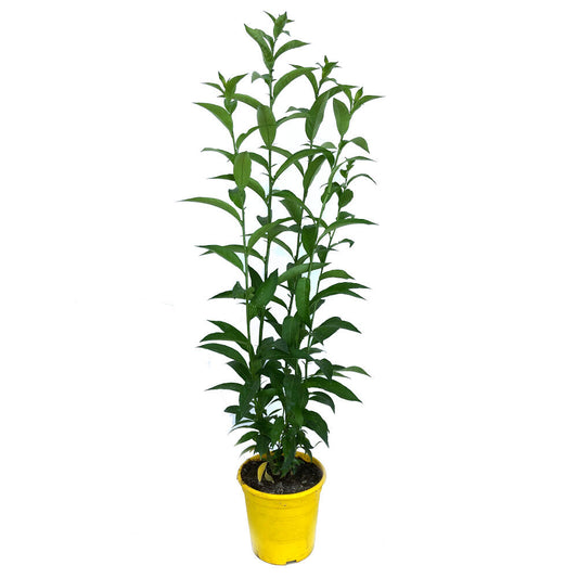 Galan De Noche M15 50cm (cestrum Nocturnum)_0