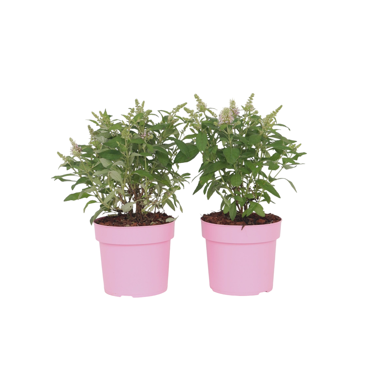 Budleia - 2 Pzs - Buddleja Davidii 'candy' - Altura 30-40cm - ⌀19cm_0