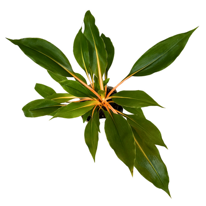 Clorofitum Green Orange M13_1