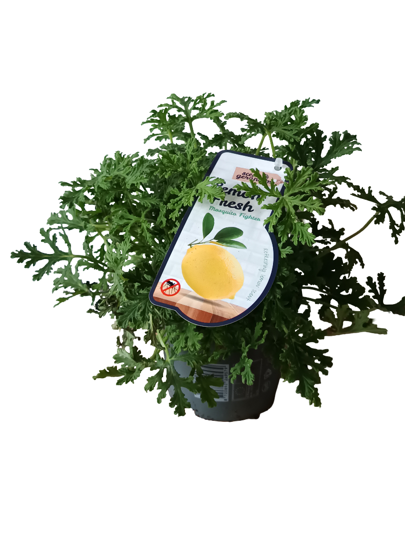 Geranio Aromatico Limon Perlargonium Ø12_0