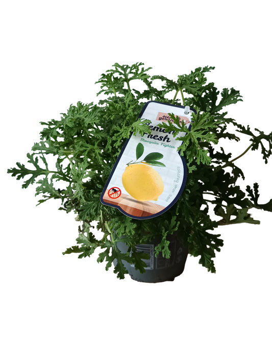 Geranio Aromatico Limon Perlargonium Ø12_0