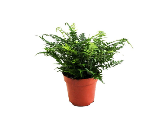 Athyrium M12 30cm_0