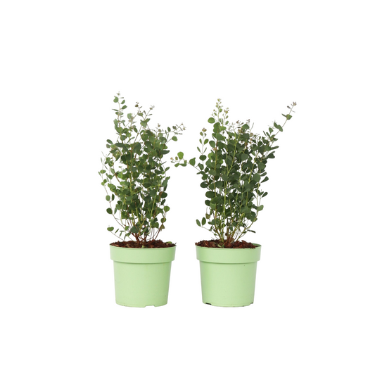 Eucalipto - 2 Pzs - Eucalyptus 'botanic Hearts' - Altura 40-50cm - ⌀15cm_0
