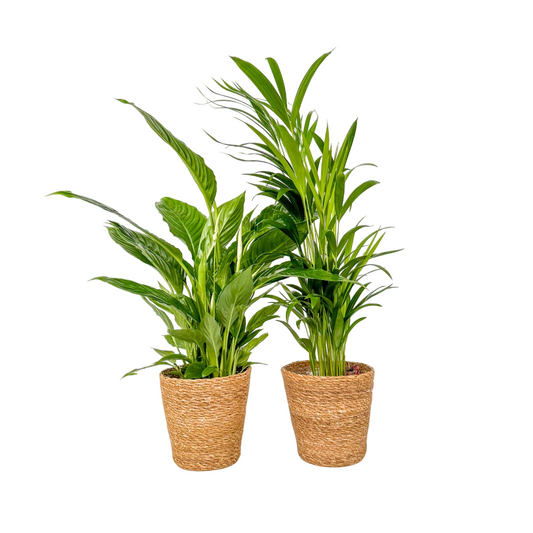 Dúo Verde - 2 Pzs - Spathiphyllum Dypsis - Incluye Cesta - 60-75cm - ⌀17cm_0