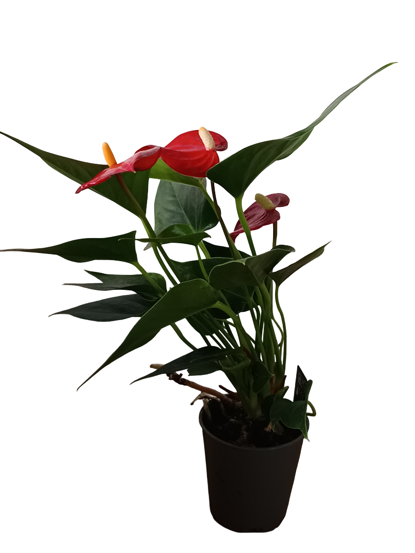 Mini Anthurium Flor Roja Surtida Planta De Interior Ø6_0
