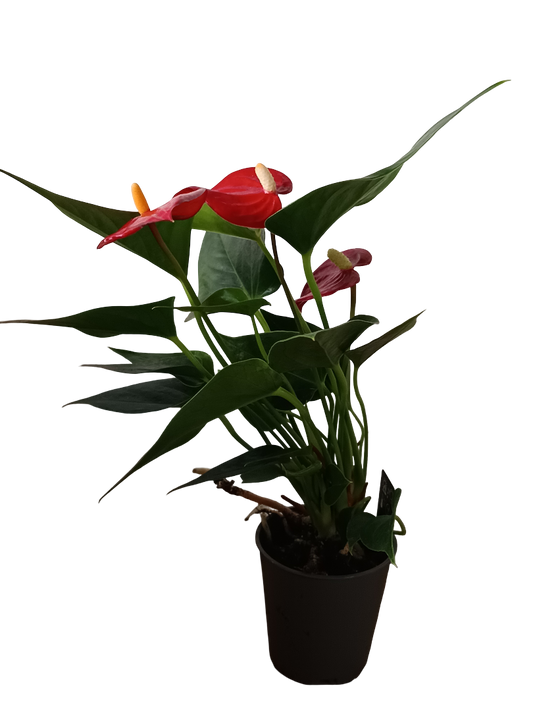 Mini Anthurium Flor Roja Surtida Planta De Interior Ø6_0